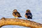 Wood ducks male and female in wetland, Marion County, Illinois. Art Print